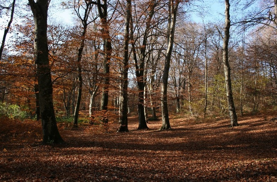 Monte Fogliano.jpg